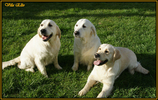 perro golden retriever villa ellie